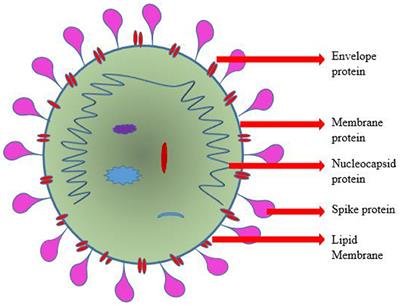 Cardiovascular Impacts on COVID-19 Infected Patients